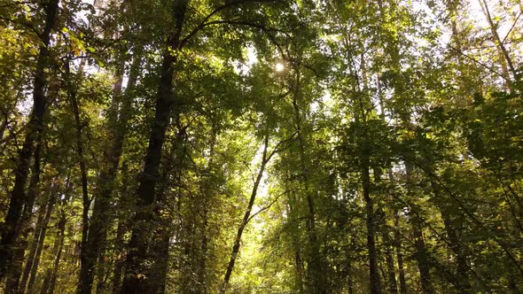 Autumn Forest Landscape with Trees By Day