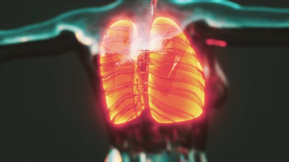 Coronavirus Disease COVID19 Infection Medical in Human Lungs alt