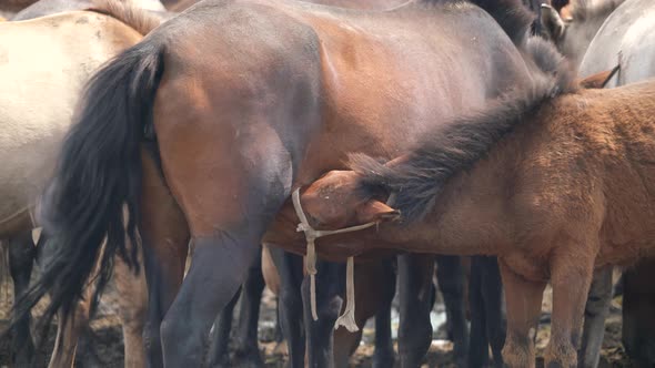 A Foal Mother Sucks Horse's Milk