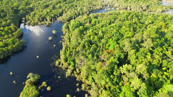 wetlands with various trees represent the integrity of the forest.