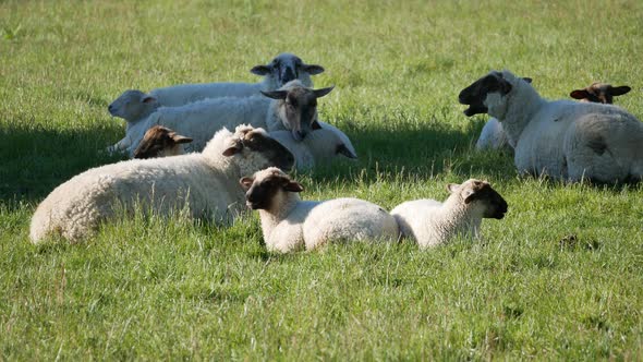 A group of sheep rest at the shade area