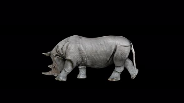 4K Rhino Walk alt