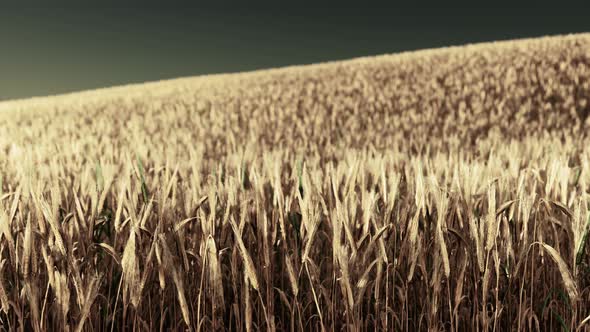 Golden Wheat Field at Sunset alt