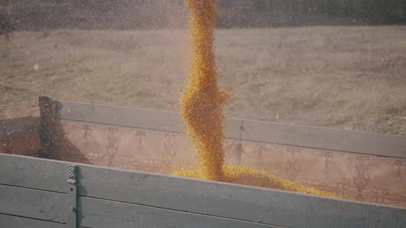 Combine Harvester Pours Corn Seeds. Pouring Corn Grain Into Tractor Trailer After Harvest. Corn