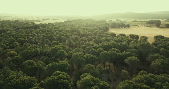 Drone flying on a misty forest nature outdoors with morning fog. Amazing landscape view from above.