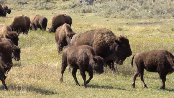 Bison herd roaming through grassy field