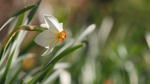 Detailed Narcissus poeticus garden flower  close-up 4K 2160p 30fps UltraHD footage - Beautiful sprin