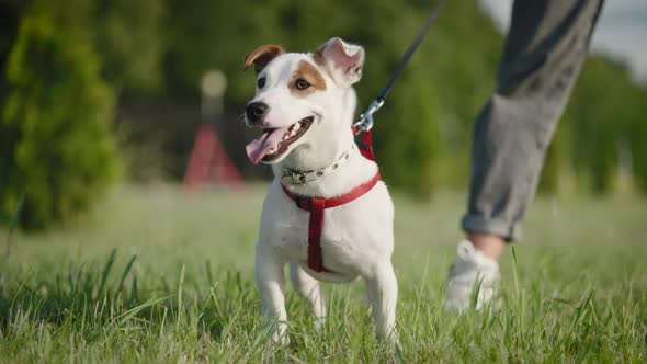 Jack Russell Terrier Walks in the Park with His Owner