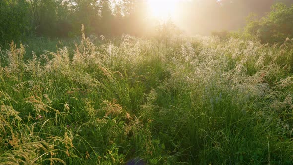 Walk in a Green Meadow with Tall Grass Towards the Sun