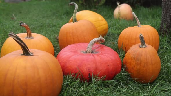 Pumpkins Before the Holiday Lie on the Grass Slow Motion