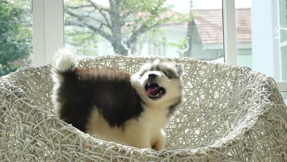 Cute Siberian Husky Puppy Playing On White Wicker Chair