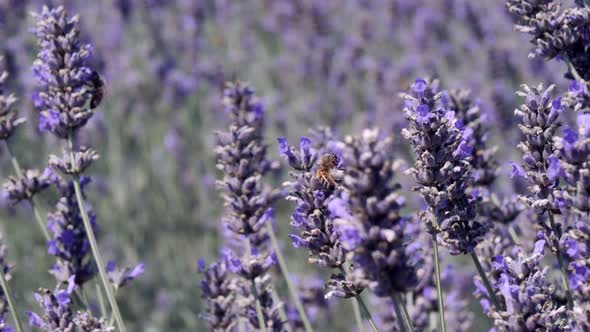 Lavander blowin in the wind