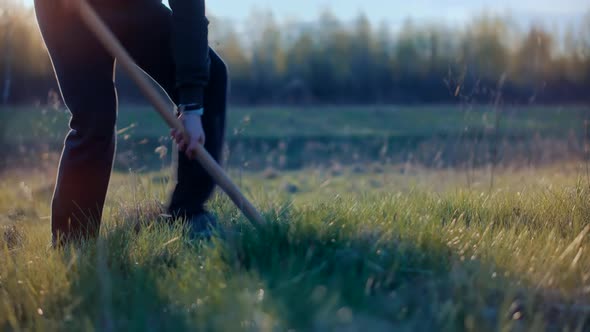 Man Digs Garden At Sunset. Gardener Digging In Allotment. Growing Organic Vegetables Digs Potatoes.