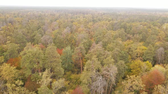 Autumn Forest Landscape with Trees By Day