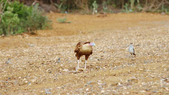 Juvenile caracara with brown plumage facing camera by smaller birds, SLOW MOTION