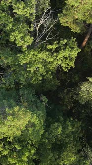 Aerial View of Trees in the Forest