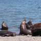 Sea lions - VideoHive Item for Sale