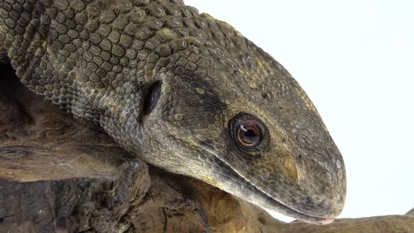 Savannah Monitor Lizard - Varanus Exanthematicus on Wooden Snag at White Background