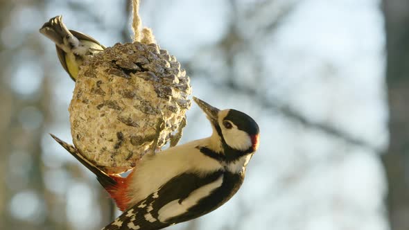 60FPS woodpecker attacking a Great Tit on a pine cone feeder