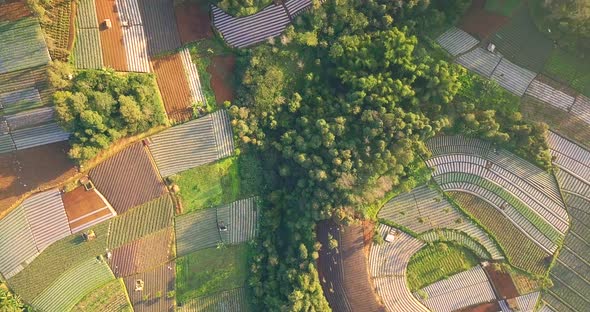 Aerial flyover beautiful vegetable plantation in different colors and pattern during sunny day - Cen