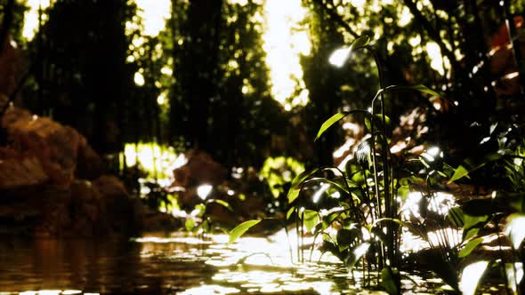 Green Bamboo Grove Near a Small Quiet Pond