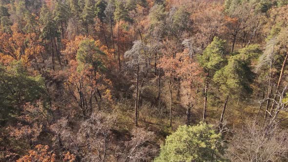 Forest with Trees in the Fall