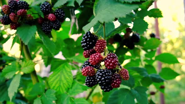Blackberry Harvest in the Garden