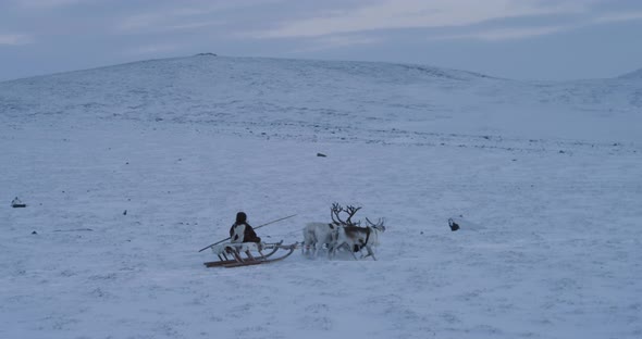 White and Brown Reindeers Running Fast in the