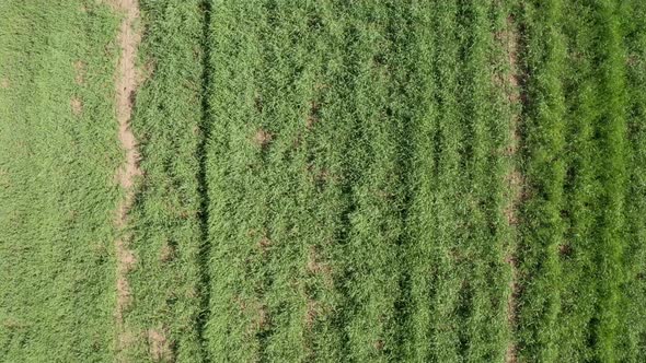 Span over the field on which planted green seedlings of wheat, corn or zhita