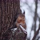 Funny Red Squirrel Sitting Branch Park Eats Nut - VideoHive Item for Sale