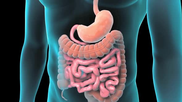 The GI tract is a series of hollow organs joined in a long, twisting tube from the mouth to the anus