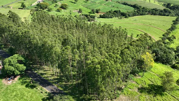 Eucalyptus forest at countryside rural scenery.