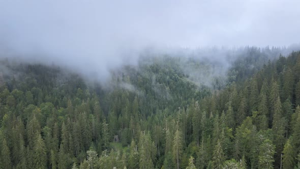 Forest in the Mountains. Aerial View of the Carpathian Mountains in Autumn. Ukraine