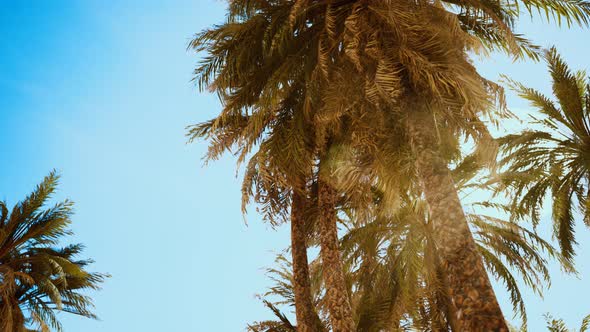 Palm Trees at Sunset Light and Sky