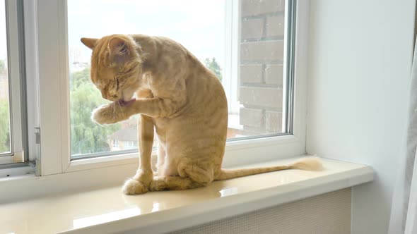 Trimmed Cat with Ginger Fur is Sitting on Windowsill After Grooming and Trimming During Summer