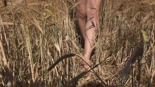 Bare Feet Walk on a Wheat Field in the Sun