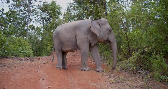 Elephant Eats Greens From the Tree in the Jungle Fires