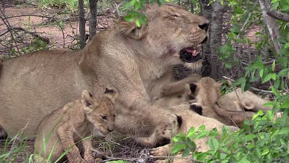 Adorable close-up of a lioness laying in the bush with her litter of young cubs in the wild