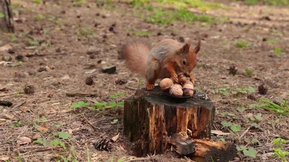 The Squirrel Jumps Onto A Tree Stump And Takes A Nut From A Small Plate.
