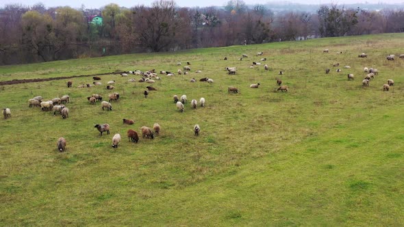 Aerial view of a farm with sheeps. Massive herd of sheep grazing at a farm ranch.