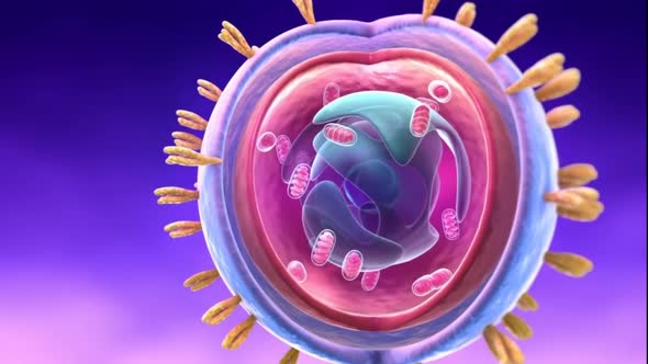 Cell nucleus and its internal structure