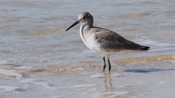 Willet bird stands at edge of ocean waves watching for sand fleas to show themselves.