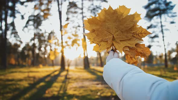 Close Up of Female Hand Holding Fan of Gold Maple Leaves Playing with Sun Lights in Autumn Forest