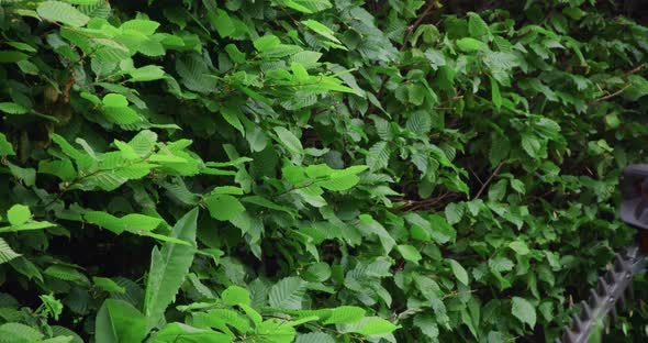 Gardener Pruning Hedge with Electric Trimmer Outdoors