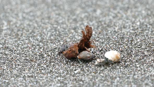 Hermit crab walking around at the beach 