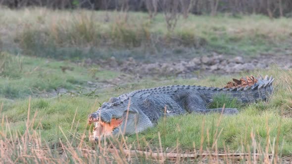 tracking shot of a huge saltwater crocodile resting at corroboree billabong