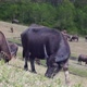 Black buffalo with long horns eats lush grass on pasture - VideoHive Item for Sale