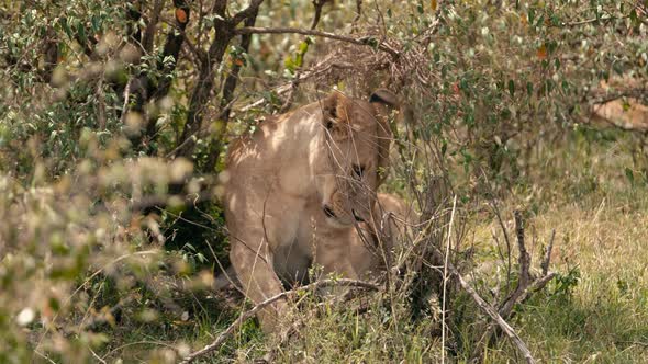 Lion in Africa Savanna