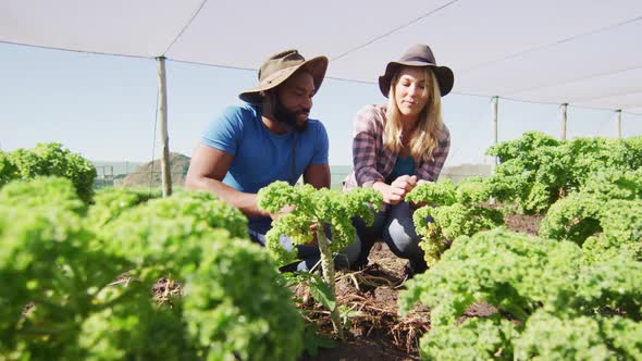 Video of happy diverse woman and man planting seedlings in greenhouse