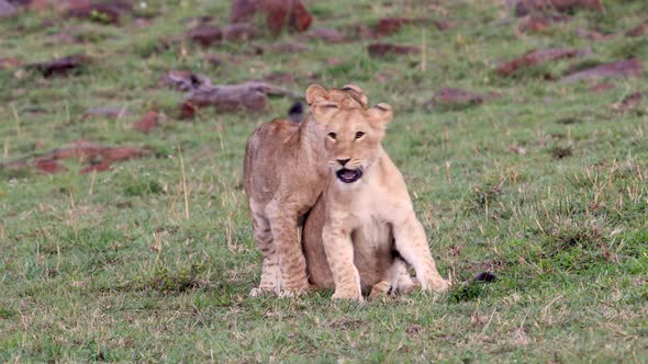 Two Cute Lion Cubs Playing Together